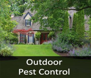 Outdoor Pest Control, Pest Control For Homes and Businesses