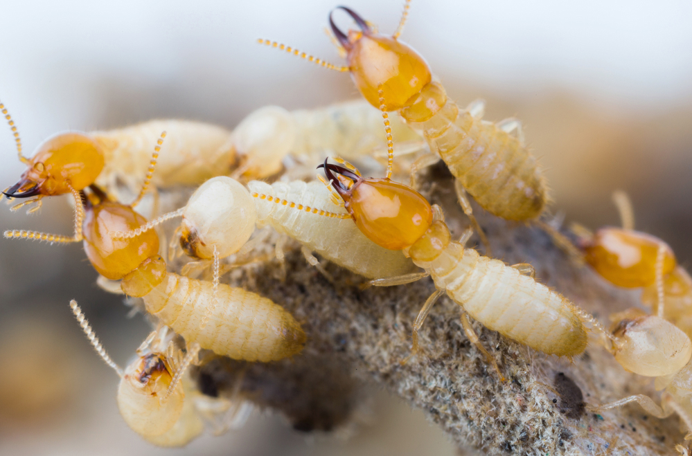 Termites, Termite Control, Eliminate Termites