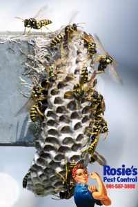 Outdoor Pest Control, Pest Control For Wasps
