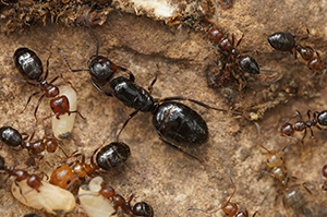 Ants, Carpenter Ants, Fire Ants