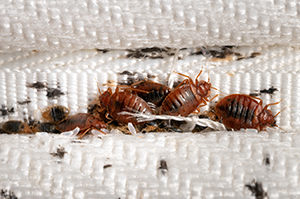 Bed Bugs, Memphis Pest Control For Bed Bugs