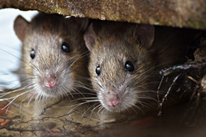 Mice in Memphis TN, Rats in Memphis TN