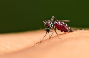 Mosquito, Eliminate Mosquitos, Mosquito Control Memphis Tennessee