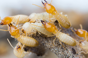 Termites in Memphis TN, Termite Control In Memphis